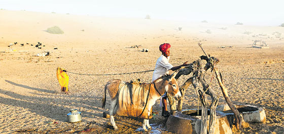 Wells in the desert often belong to different communities and castes. This well in Barmer district belongs to members of the Rajput caste. A woman hauls on a rope to raise water in a rubber pouch. Her husband then pours it into bags slung over their donkey