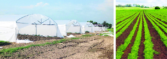 A view of the poyhouse in Kartarpur (left), which is all set to become a “Centre of excellence for vegetables”with the use of Israeli technology. A Tribune Photograph. (Right) The health of the soil impacts the quality of produce