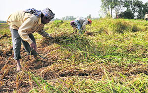 Farmers in their paddy fields at Suchetgarh border village of RS Pura in Jammu. 