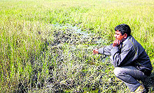 An affected farmer looks at his infertile land in Panipats Sutana village