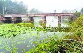 The Hansi Branch canal has not been cleaned for the past 12 years