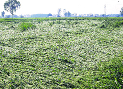 Hailstorm flattens wheat crop in Sonepat