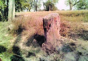 The stump of one of the trees felled illegally before auction in Sirsa.