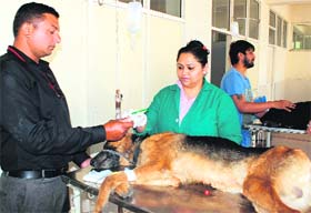A dog being examined at the Pet Medical Centre in Panchkula on Saturday