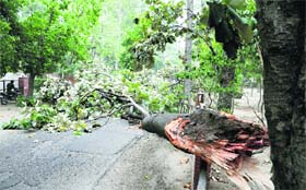 A tree uprooted by the storm in Ludhiana on Monday