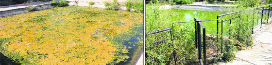 Wild growth at the ponds of the fish breeding centre near Kishangarh village.