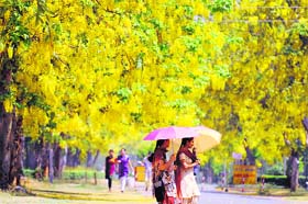 Nature’s umbrella: Amaltas in full bloom on the PAU campus