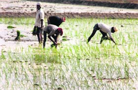 Farmers work at a paddy field in Ludhiana