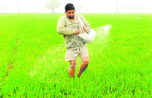 Once, more than 300 crops were grown in Punjab. But after the 1980s, only the wheat-rice system has dominated.