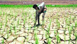 A farmer waits for rain in Haryana.
