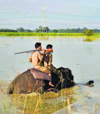Forest rangers ride an elephant as they patrol the flood-affected Pobitora Wildlife Sanctuary in Assam