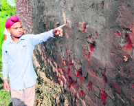 A boy shows marks of mortar shells fired from Pakistan at Flora village in RS Pura sector.