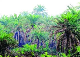 Picturesque: The tar forest in Ludhiana is a sight to behold. It is a perfect place to spend chirpy mornings and capture hues of nature