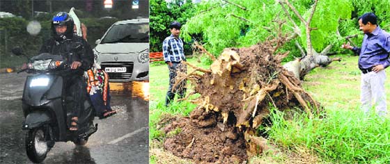 Pleasant Weather: Sudden showers took commuters by surprise; and (right) a tree that was uprooted following a storm in Sector 27, Chandigarh, on Friday.