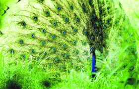 Nature’s beauty revealed: A peacock dances in the fields of the Punjab Agricultural University campus in Ludhiana