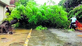 an uprooted tree at the Neemwala chowk.