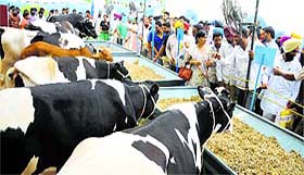 Visitors have a look at cattle during the Pashu Palan Mela at GADVASU in Ludhiana on Friday