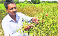 A chilli grower shows the damaged crop at Machhana village in Bathinda. photo: Vijay Kumar
