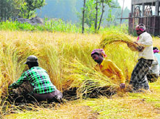 Government estimates have suggested a drop in paddy output this kharif season