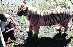 STARING AT DEATH: A video grab shows the youth moments before he was attacked by the tiger at a Delhi zoo on Tuesday.