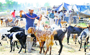 With Bakrid approaching near, goats are being sold in Ludhiana.