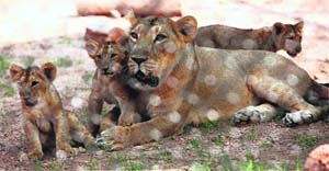 An Asiatic lioness, Heli, with her three-month-old cubs after they were released in a newly constructed enclosure at the lion safari in Chhat Bir Zoo on Wednesday