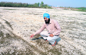 Hardyal Singh, a farmer, on his land that has turned saline at Kattianwali village in Muktsar district. Waterlogging causes salinisation of land.