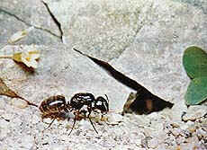 Ants have highly developed senses of smell and taste