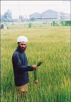 A farmer displaying paddy crop, which had been allegedly damaged due to gas leak from a factory. The factory can be seen in the background