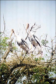 A pair of pelicans at the Ranganathittu bird sanctuary