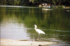 A spoonbill