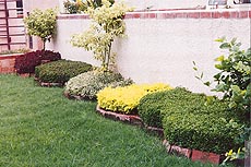 Patterns made with ground cover plants