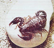 The female scorpions are caring mothers
