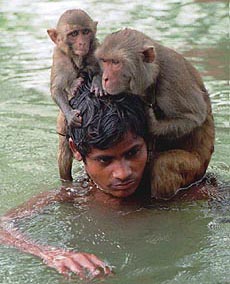 A boy, carrying his monkeys, wades through flood water on the outskirts of Dhaka, in Bangladesh, on Tuesday. The seven weeks flood has already claimed 550 lives and affected 20 million people.