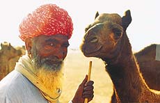 Camels may become extinct in less than a century
