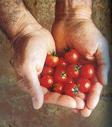 Quality cherry tomatoes