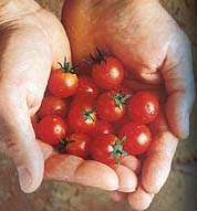 Quality cherry tomatoes