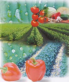 Vegetables, irrigated with saline water, contribute to their unique sweet flavour
