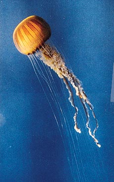 Jellyfish looks like a coloured, semi-transparent blob