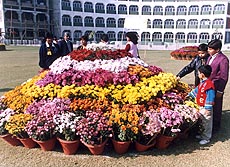 Chrysanthemum show