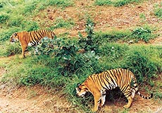 Tigers are usually solitary predators