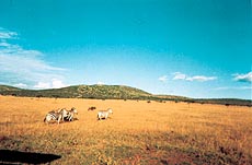 Zebras at the Siana Spring camp