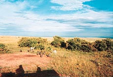 Guinea fowl and Tomis at Masaimara