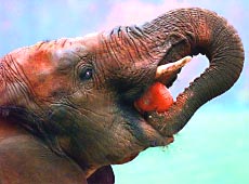 Little Diamond, an African elephant