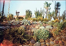 The Cactus Garden in Panchkula is largest of its kind in Asia. Photos by Sangeeta Sahni 
