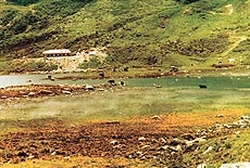 Yaks cooling off in the waters of the Bidang Chho