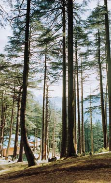 The tall deodars present a spectacular sight
