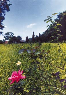 Over-run  by  weeds: A view of the Sector 23-D rose nursery. Photo by Gautam Singh