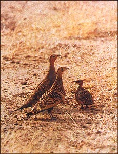 Sandgrouse birds have short legs and long pointed wings, which enable them to fly fast to get away from predators.