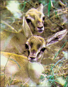 The precious black bucks